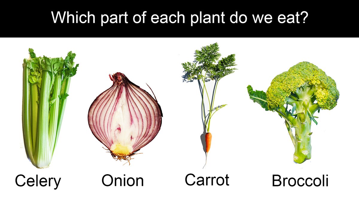 Plants come in all shapes and sizes, and their parts can look just as varied. Which part of these plants do we use when we cook? Leaves? Stems? Something else? #NHMHomeWorkClub