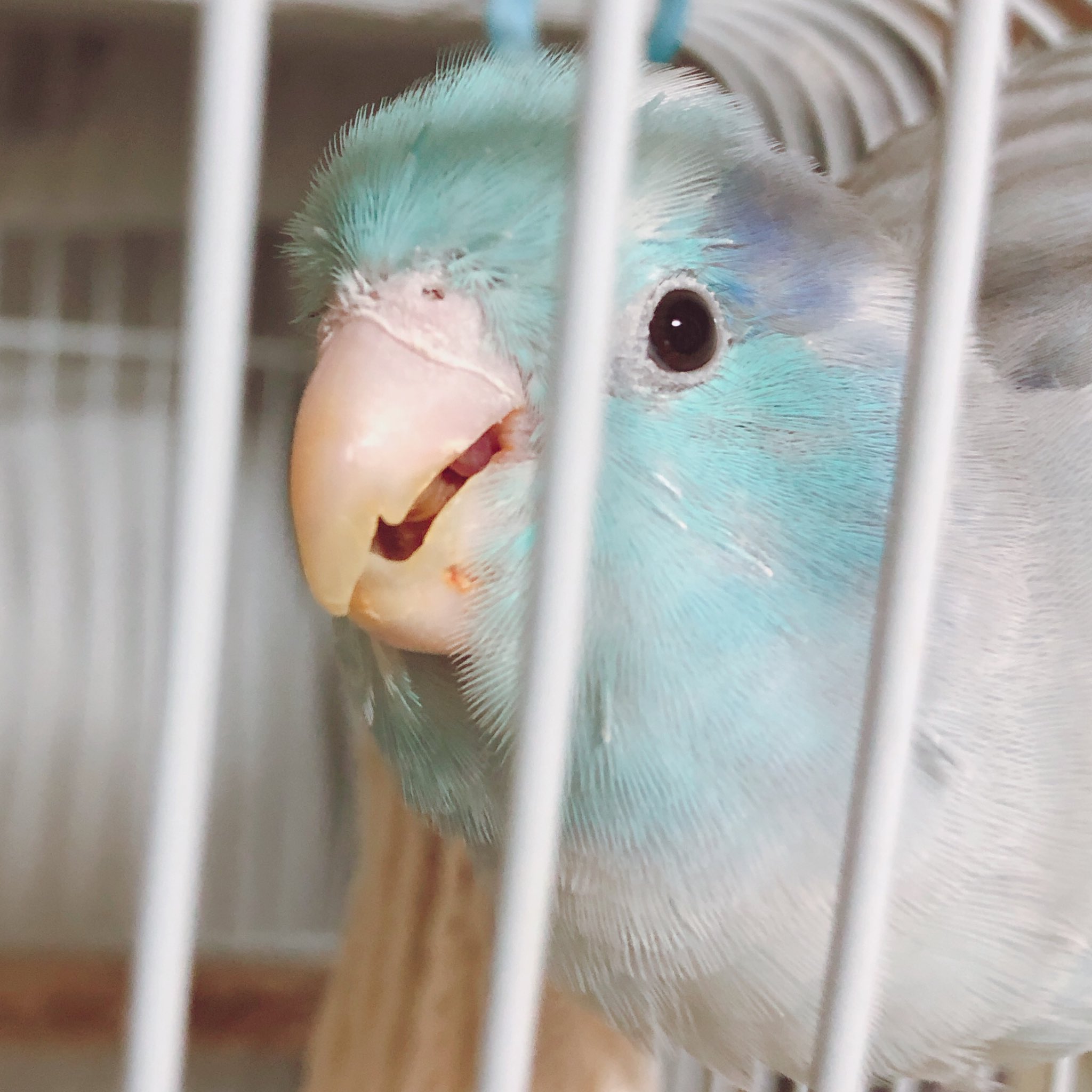 ラピス 人参をたくさん食べました セキセイインコ マメルリハ インコ T Co Tfifxmoc0r Twitter