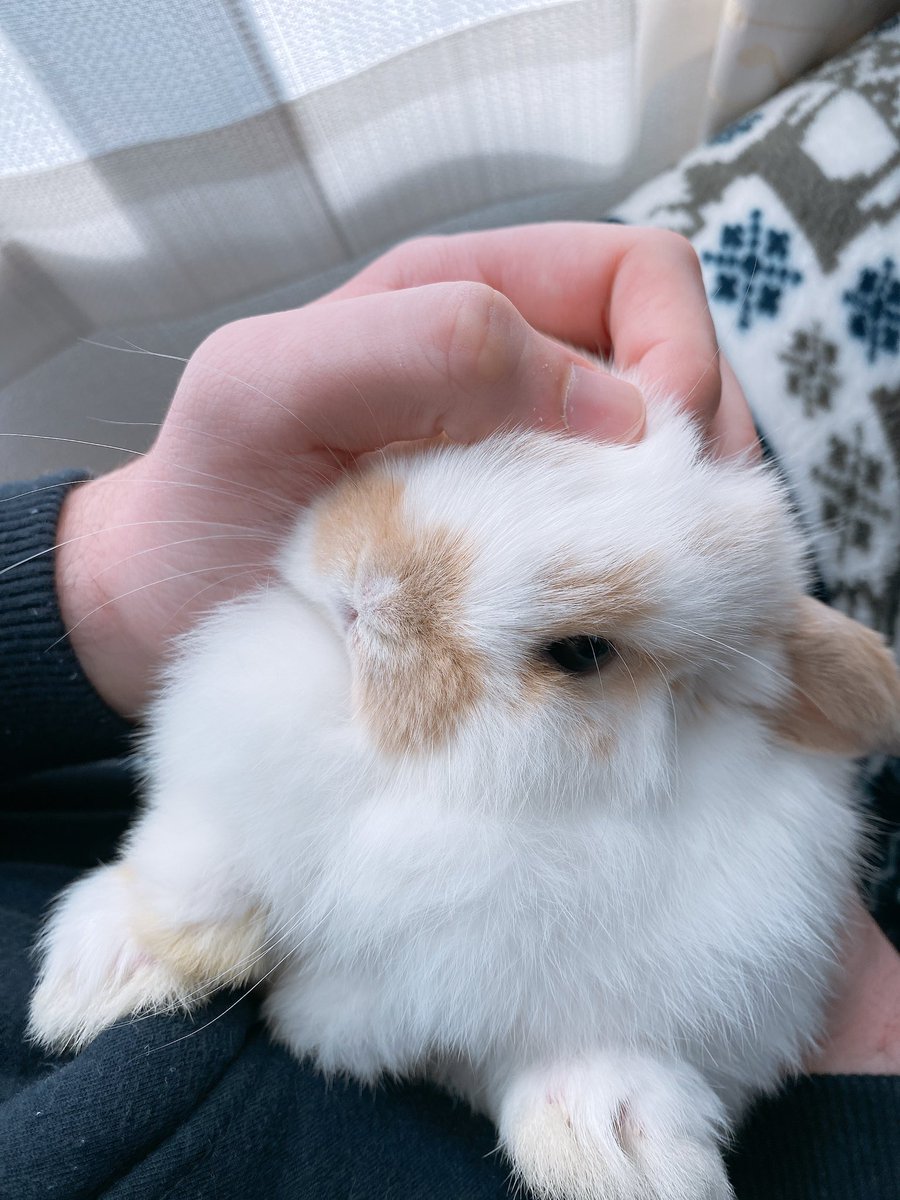 赤ちゃんうさぎ