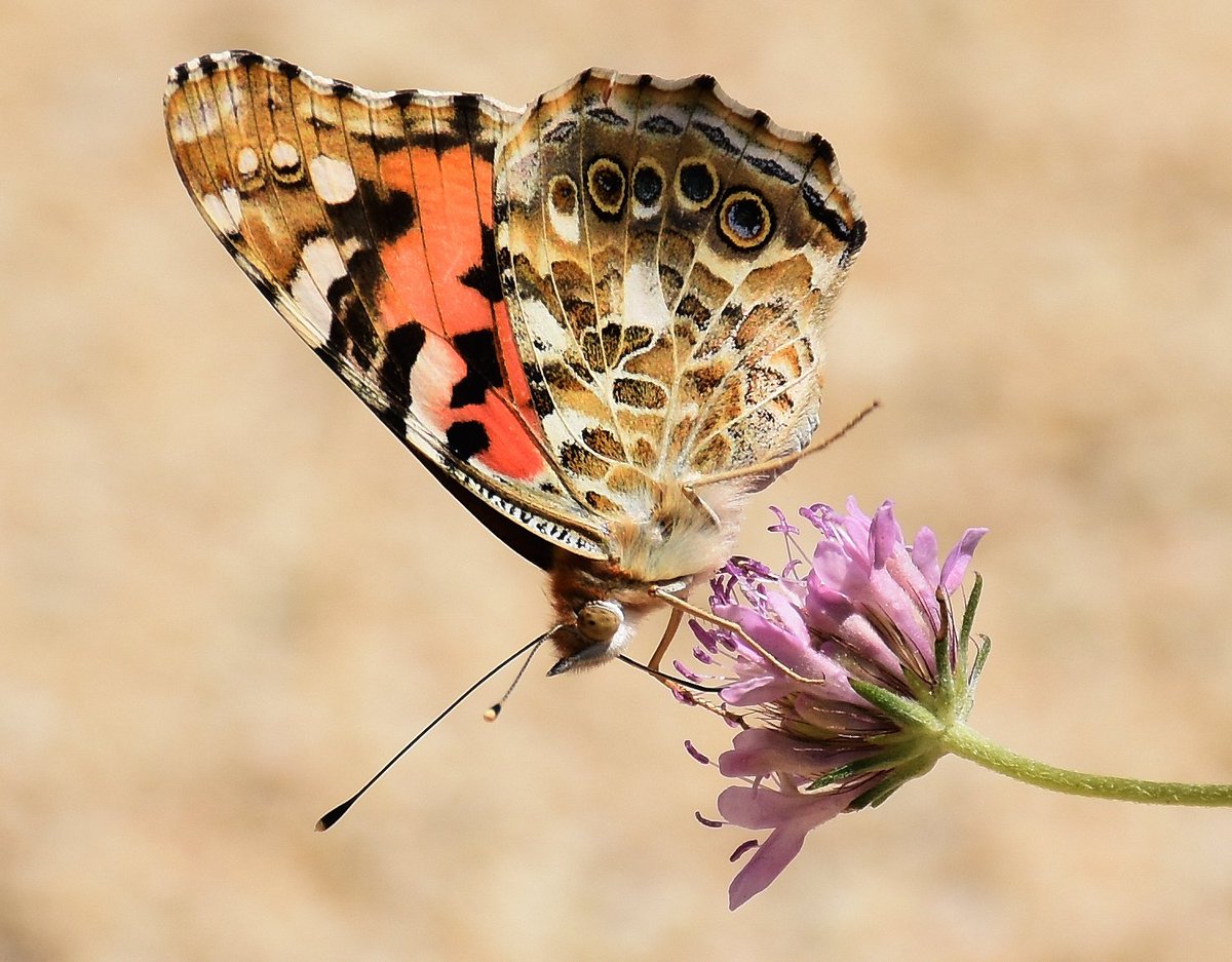 🦋T'agraden les papallones? 
Apunta't a descobrir-les!
✅Al març es posa en marxa una nova fase de seguiment de papallones diürnes. 
✅Al Prat es farà a la platja i al parc del Riu
Més info a: bit.ly/3kK2vp1