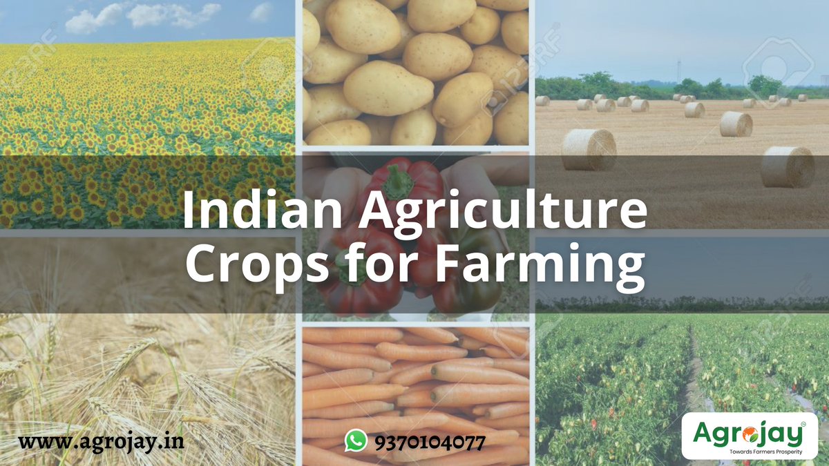 Agrojay_'s tweet photo. https://t.co/J3wSpULIYD
Today, India positions second worldwide in farm yield. Agriculture is one of the biggest economic areas and it assumes a significant part in the general financial socio-economic advancement of India.
#Agrojay #farmers #crops https://t.co/LtfBUr4aiW
