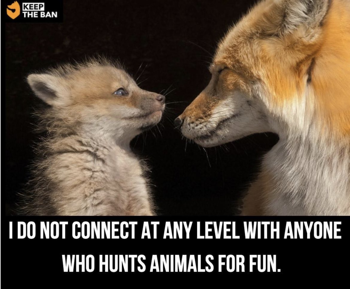 DiDee19_'s tweet photo. Beautiful animals deserve to live a beautiful life. #FuckTheHunters #KeepThaBan #MonTheFoxes https://t.co/XKJNgI4x9g