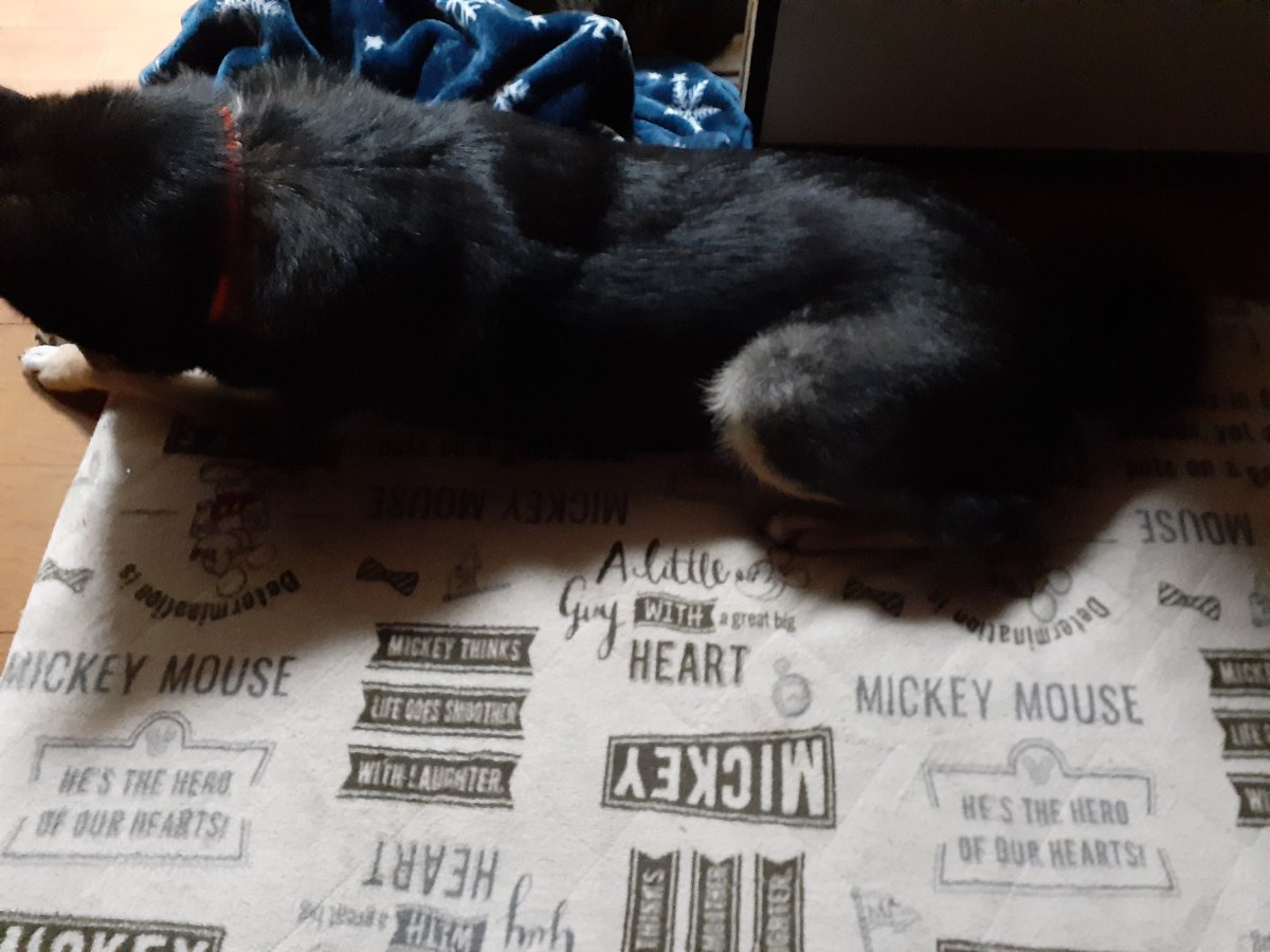 Mintaso 家出した猫が帰ってこないと私のお布団これだわ