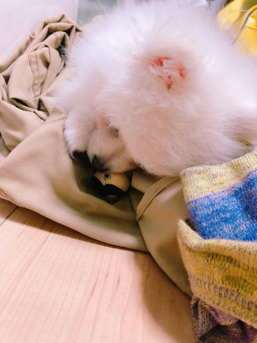 ちくわ 白ポメラニアン おしりたんていを 愛でる 白ポメラニアン ちくわ 犬好きさんと繋がりたい