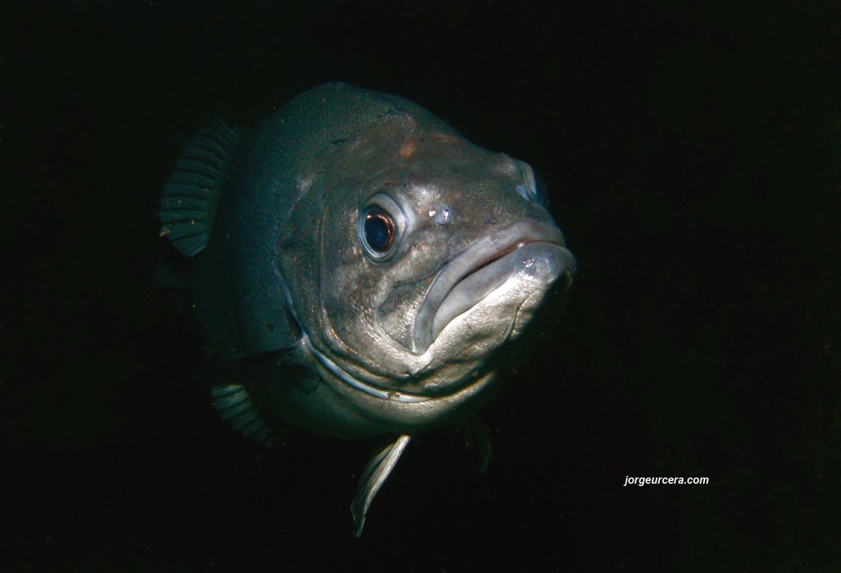 JorgeUrcera's tweet photo. Wreckfish (Polyprion americanus) can live for more than 80 years. It is a species with high potential for aquaculture due to its rapid growth and high market value. This specimen was photographed during a dive in a large @IEOVigo aquaculture tank. #wreckfish #aquaculture https://t.co/2sZ6IotCUP