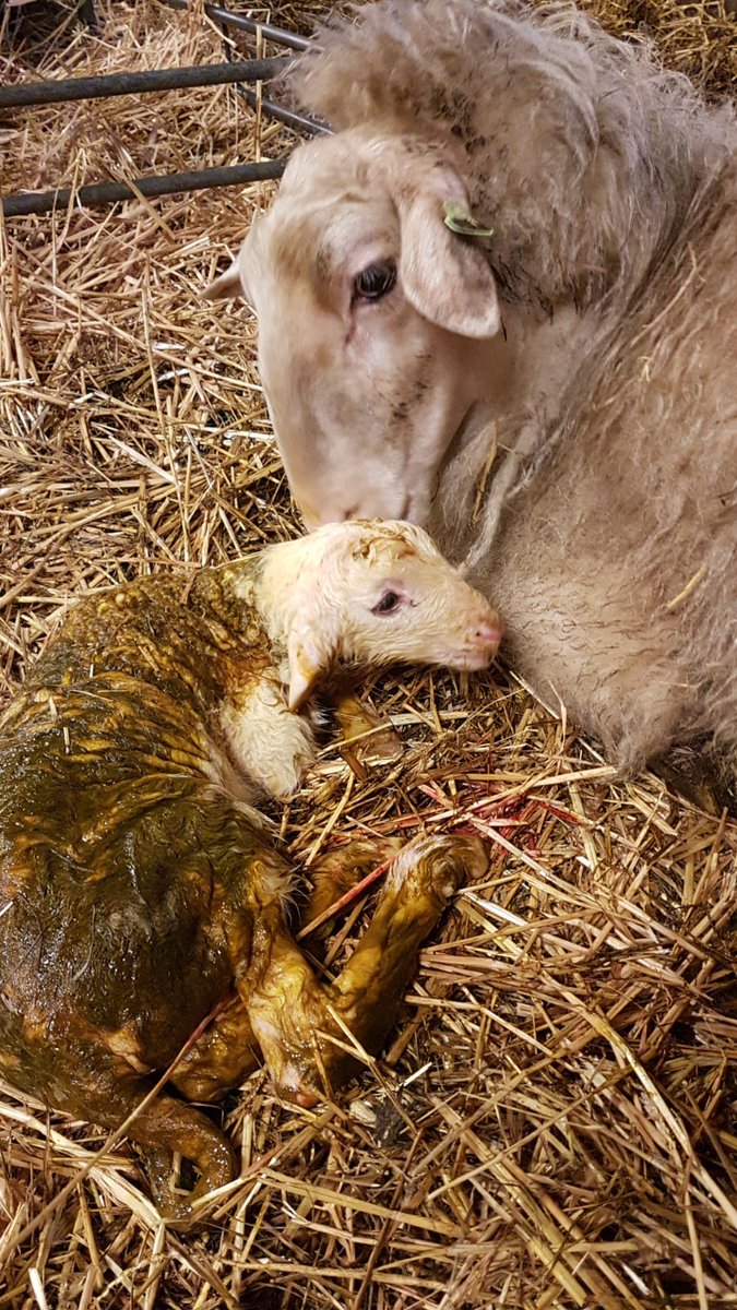 Het 200 ste lam is geboren . #schaapskuddeloenermark.