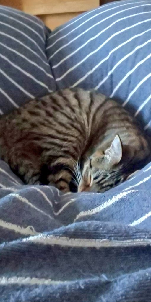 ブサイクだけどかわいい Twitter Search