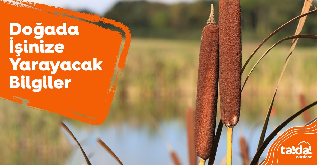 tadaoutdoor's tweet photo. Su kamışı bitkisinin kökü çok sert olmayacak şekilde ezilerek yanık merhemi amacıyla mucizevi bir şekilde değerlendirilebilir. Sürülme kolaylığı için yağ ile karıştırmak, kalıcılığını ve etkisini arttırır. 

#tadaoutdoor #tadayanımda #Outdoor #Camping #Kamp #SuKamışı https://t.co/bIufnOhI1n