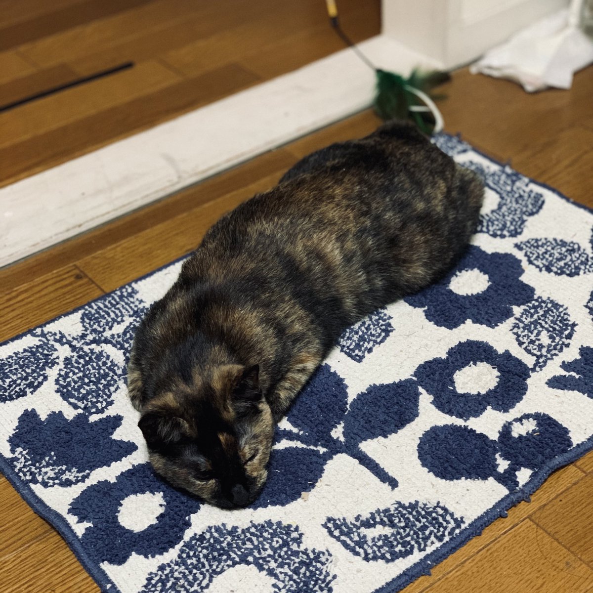 ねこくじら 201335猫くじら 忠和