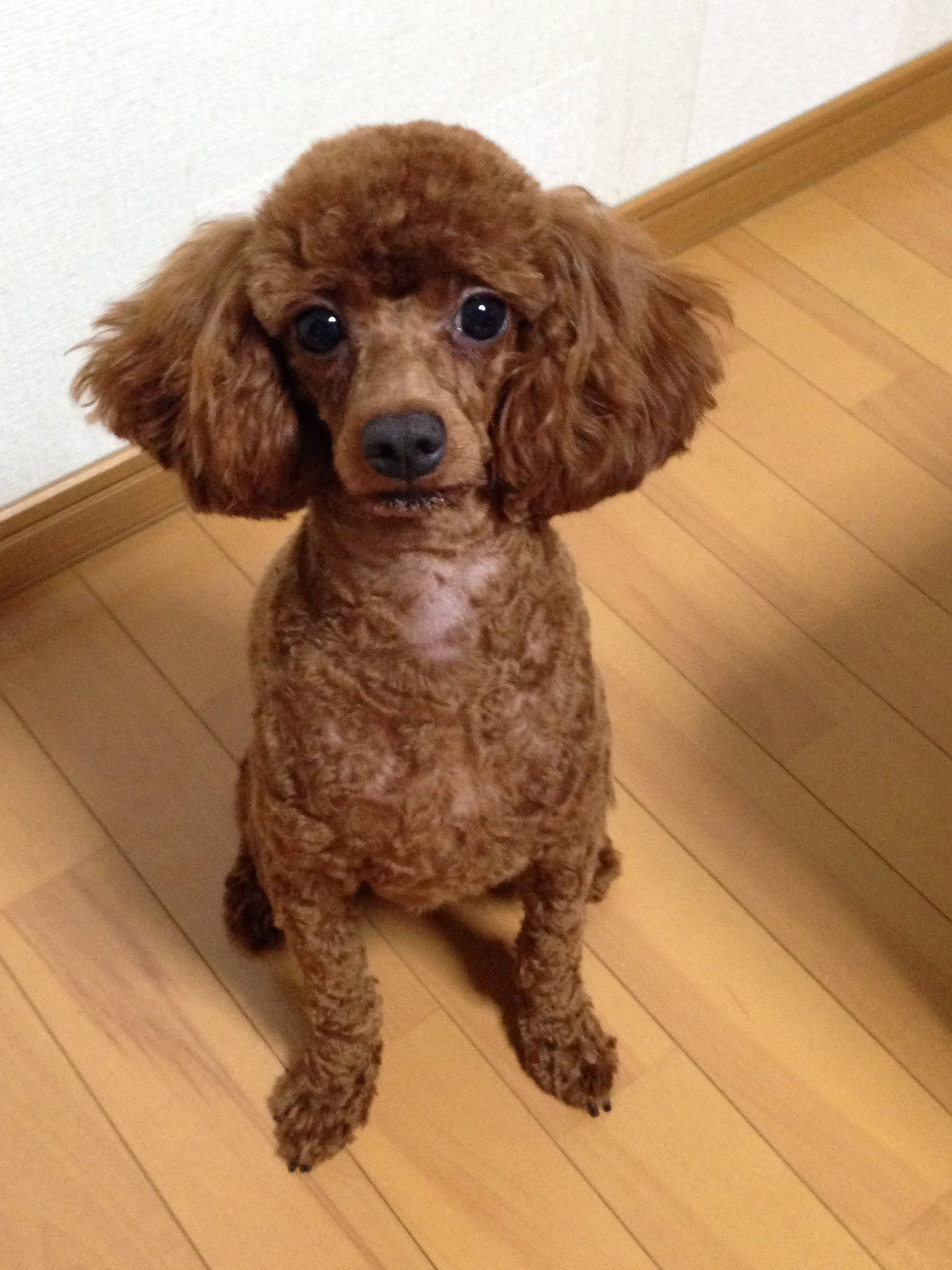 ルッチッチ カットを変えるだけで別犬 笑 チョコに顔バリは似合わないとわかった日 トイプードル マズルが短いと似合わない顔バリ 家族全員からブーイングだった顔バリ 同じトイプー T Co Dvhiormykl Twitter