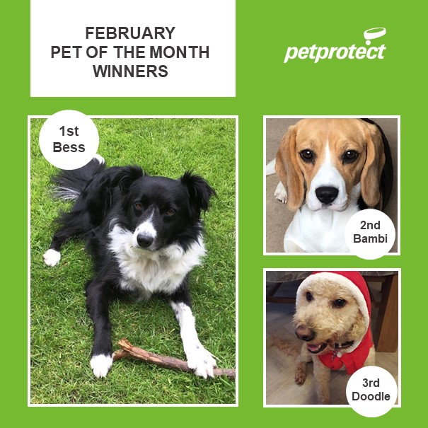 petprotect's tweet photo. Congratulations to our February #petofthemonth winners Bess, Bambi and Doodle. Look out for our March giveaway
#dogofthemonth #competition #ThursdayVibes #ThursdayMotivation #competitionoftheday #giveaway #petswinprizes #petparents #doglovers #dogoftheday #dogs #thursdaymorning https://t.co/bMlnSVVGOE