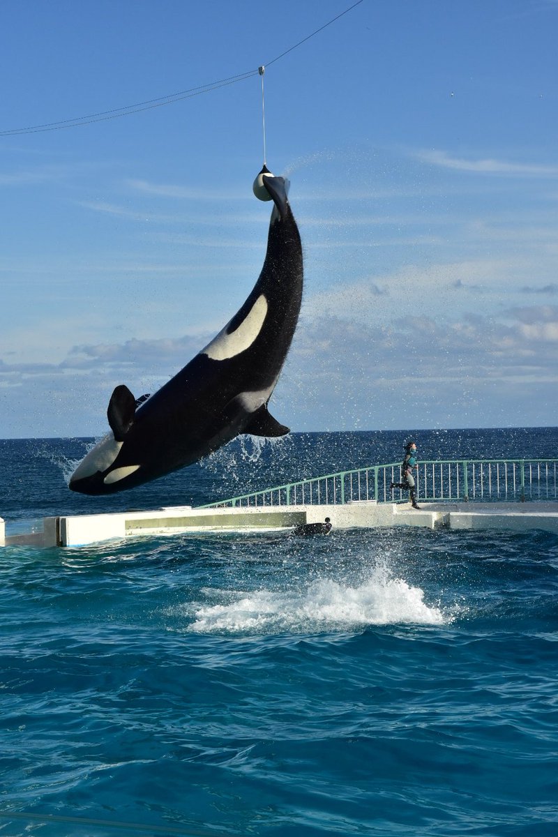 ゆーた Pa Twitter 色々と写真あったからアップします 鴨川シーワールド みんなの鴨シーアルバム シャチ