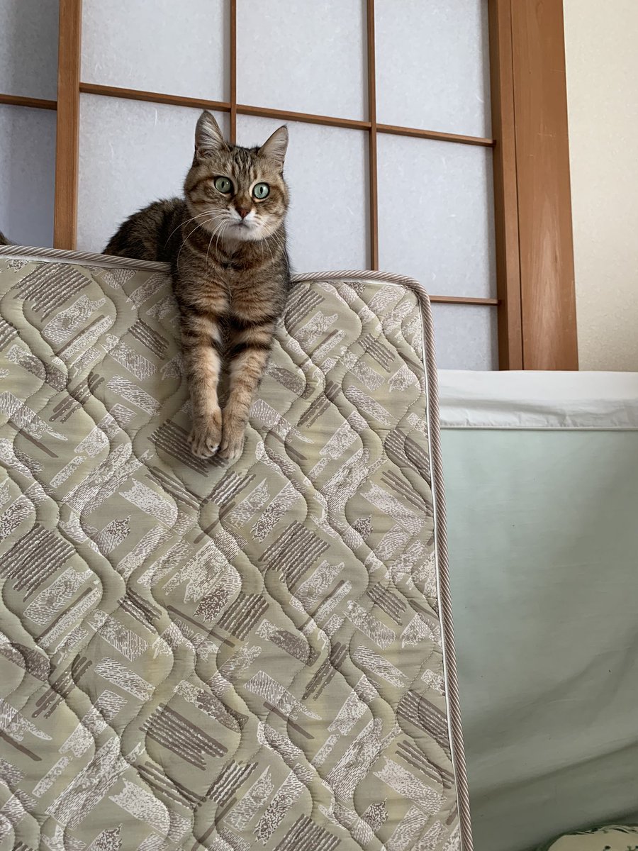 5cat_life's tweet photo. どうしてこうなった🤯

#猫写真 #もふもふ #猫
#猫のいる暮らし 
#猫好きさんと繋がりたい
#猫のいる生活 https://t.co/gVsWiILWpY