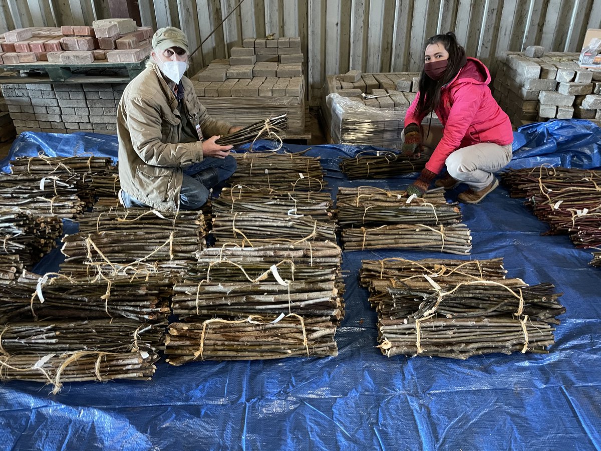 OhioRiverfdn's tweet photo. We’ve had 6,000 live stakes delivered for our #habitatrestoration project! We’ll be planting them, and another 4,000 we’ll harvest, along 6 miles of #OhioRiver tributaries (Little Miami River, Great Miami River &amp; O’Bannon Creek). This will reduce erosion &amp; lead to #cleanerwater. https://t.co/57jVZ4DJuh