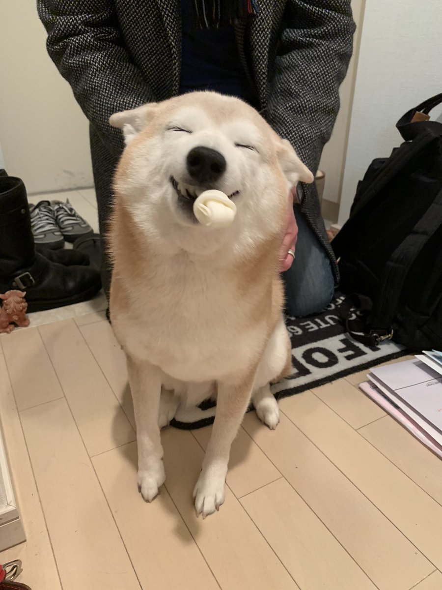 はい 優勝です 笑顔が優しすぎる柴犬さんが大人気 わんちゃんホンポ