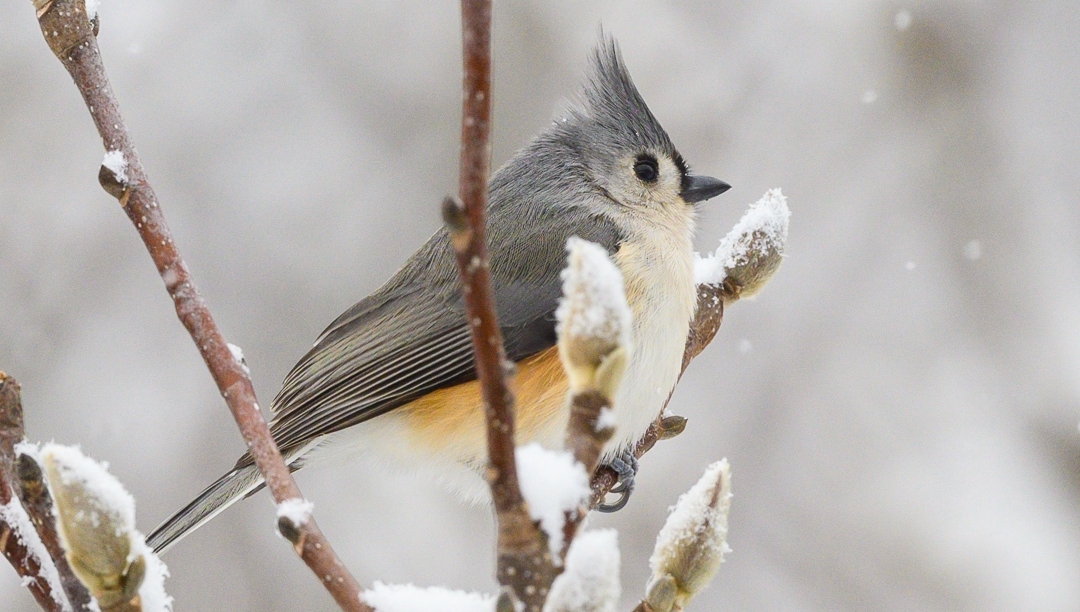 Winter Birds in Virginia ❄️ -- Tufted Titmouse 🐭

📸 for more, click buseyphotography.com/tufted-titmouse