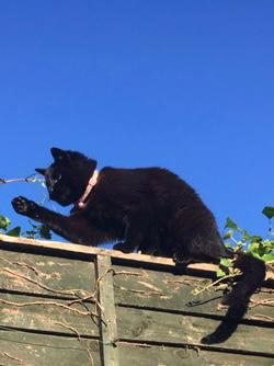 My friend's small, all-black female cat, Shadow, is missing since Feb 26th from Cowper Road/Upper Rathmines area. She's friendly and curious, is wearing a pink collar with a bell, which may have fallen off, and is microchipped. RTs appreciated. <a href="/lostfoundpets/">Lost & Found Pets IE</a> #lostcats
