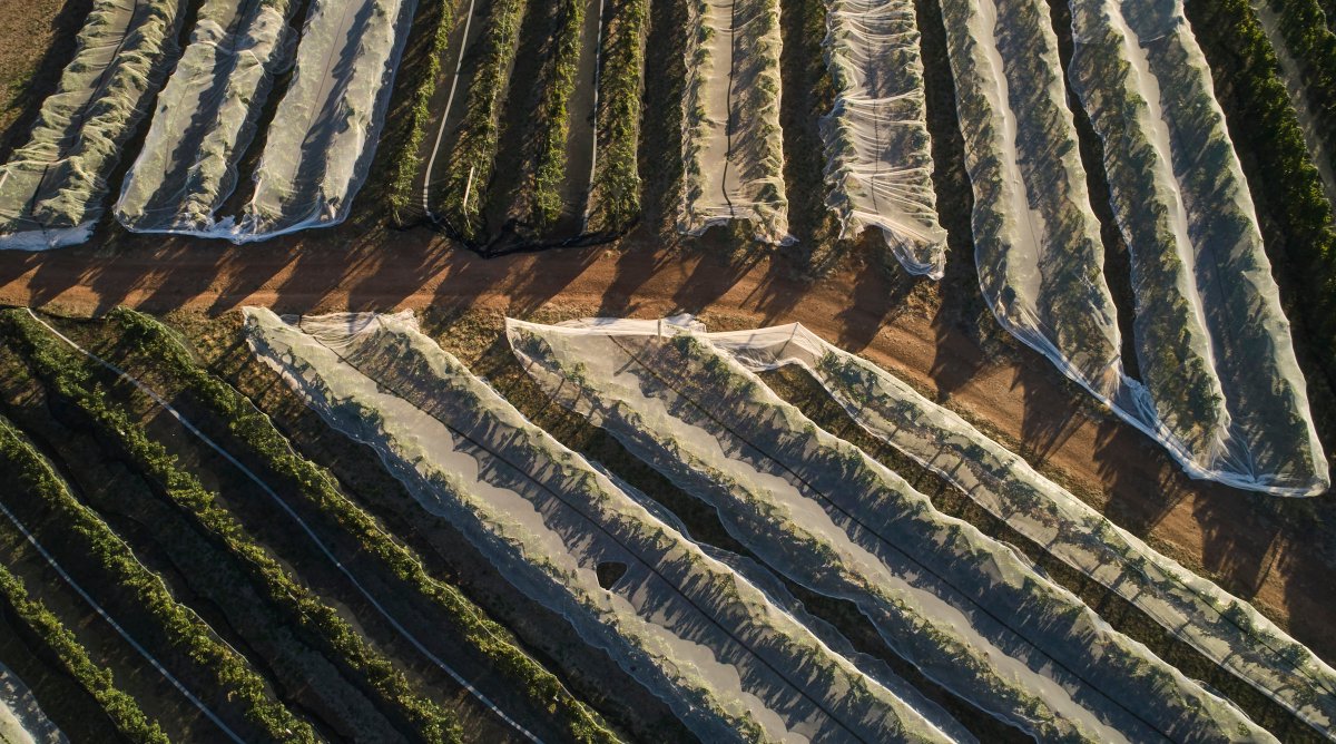 We got the 2021 vintage under way on 1st March, picking the D4 and D5 Pinot Noir clones.  It was a good start, albeit somewhat slow. The fruit was in excellent condition and we’re delighted with the flavours. All in all, we feel like we’re off to good start.
