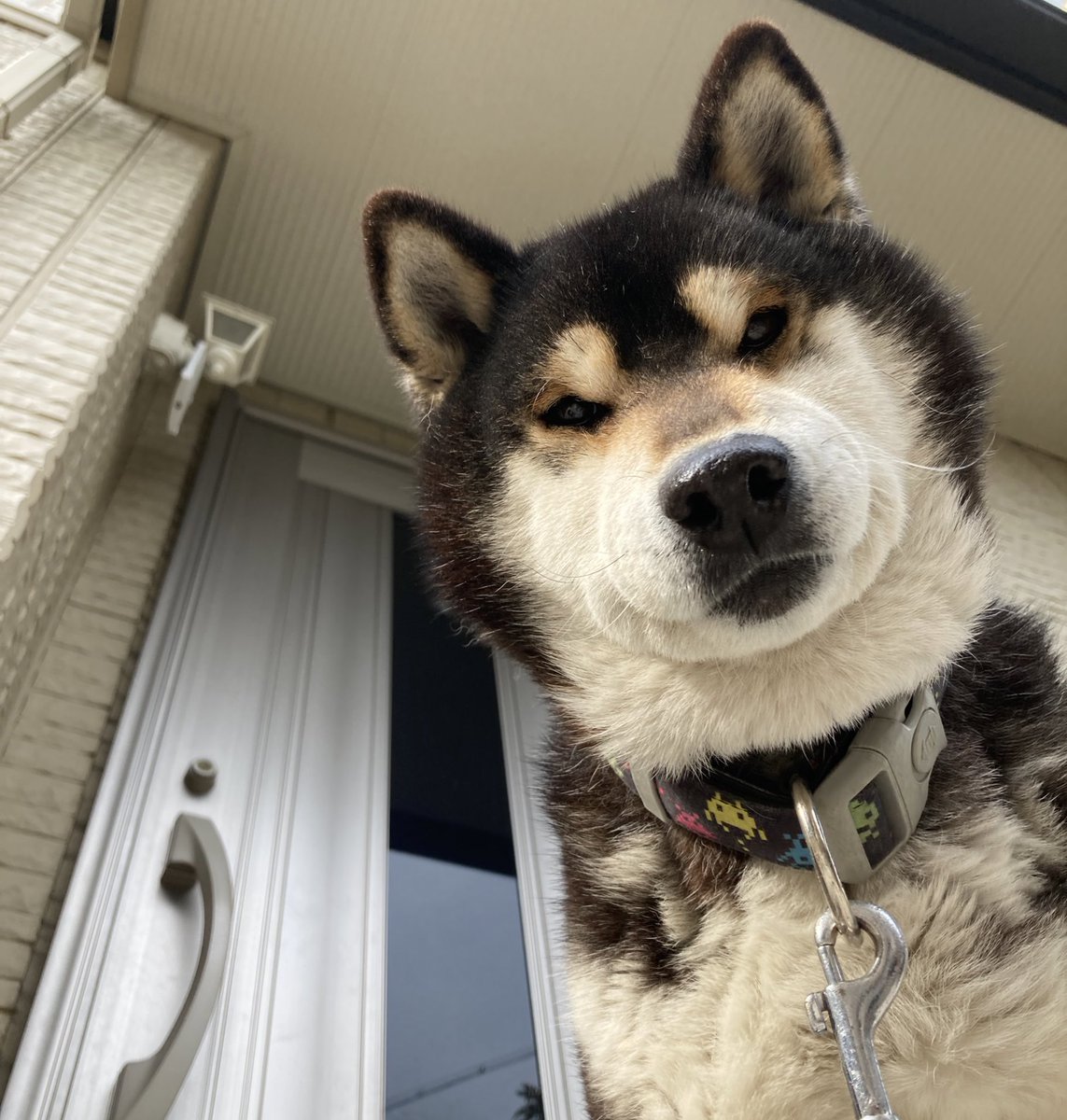 くろしば 犬もやっぱり 下から撮られるとぶさいくみたい しばいぬ 柴犬 いぬのいる暮らし 犬 黒柴