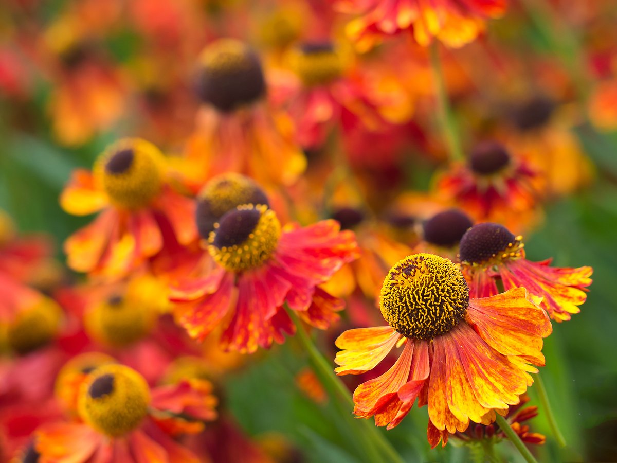 LewesCameraClub's tweet image. This vibrant image of Helenium by Julie Mills was the winner in Monday's competition at the Camera Club. We had a great evening looking at member's work and all the winning images are on display at lewescameraclub.co.uk/202021-pdi-6-o…