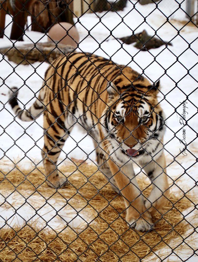 Jbusc33's tweet image. #tiger @senecaparkzoo #chuffing #hangingout #eyeingtheworld #caged #rochesterny #favoritespot #news8photo #tigersofinstgram #wildlifephotography #just_newyork #zoolife