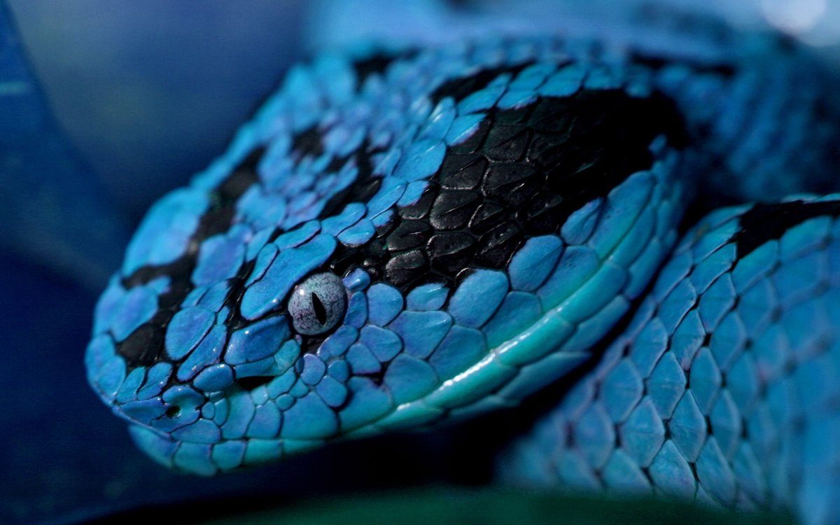 Calleenscrafts's tweet photo. In ancient traditions and in modern times snakes are symbols of healing powers and opportunities

When the snake appears in your life, it means that healing opportunities, change, important transitions and increased energy are manifesting around you

#folklorethursday #nature https://t.co/q2ibKh47Q7