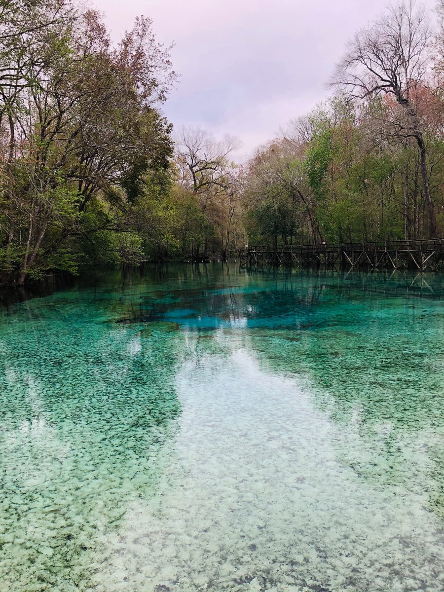 writerkathymcd's tweet photo. Blue spring run at North Florida’s Gilchrist Blue Springs State Park the state’s newest park. Water temp is 72 degrees year-round. #saveoursprings #naturalwonder To save these springs, reduce water use! No to Nestle pumping springs dry. https://t.co/egypBpNUvd