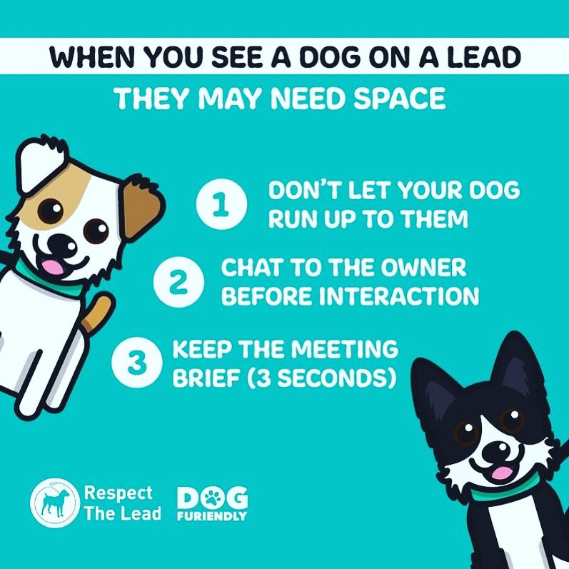 Greengirl758's tweet photo. 🐾 All dogs are different & we need to be mindful about dogs who are kept on a lead and how we can respect them safely & happily. @DogFuriendly & @thefriendlypetnurse give reasons why dogs are kept on a lead and how we can best respond to situations.
#mindfulmarch #respectthelead https://t.co/fehSjKKDG3