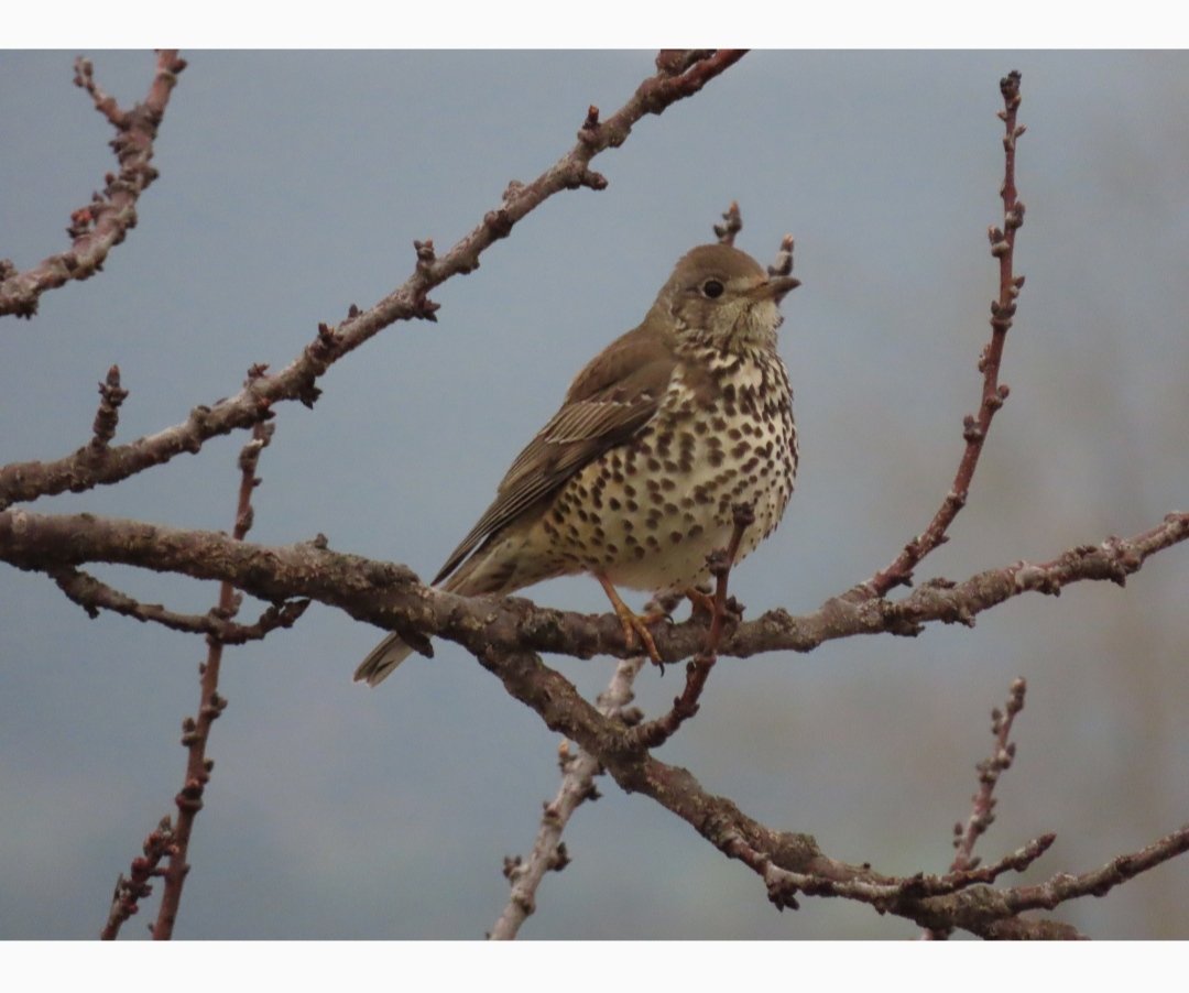 Gedennatura's tweet photo. @birdcatalunya Griva o tord? 😉 https://t.co/qLvAiEwmsz