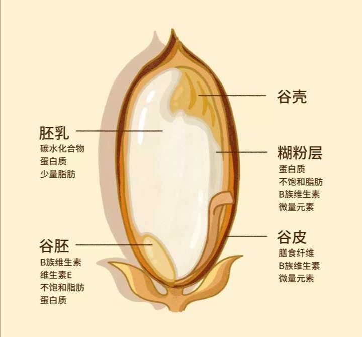 FongQuin's tweet photo. 米飯是中國人傳統的主要糧食。
我們可以看看米飯的前身：穀粒及其結構。

穀粒的結構包括：穀皮、糊粉層、胚乳和胚芽。

而在製造精米的過程中，穀皮和糊粉層已經被磨去，失去了大部份的營養素，餘下的只是胚乳和胚芽，胚乳中大部分只有碳水化合物，其他的礦物質和維生素質只是後期添加上去的。 https://t.co/RasTtcZYA8