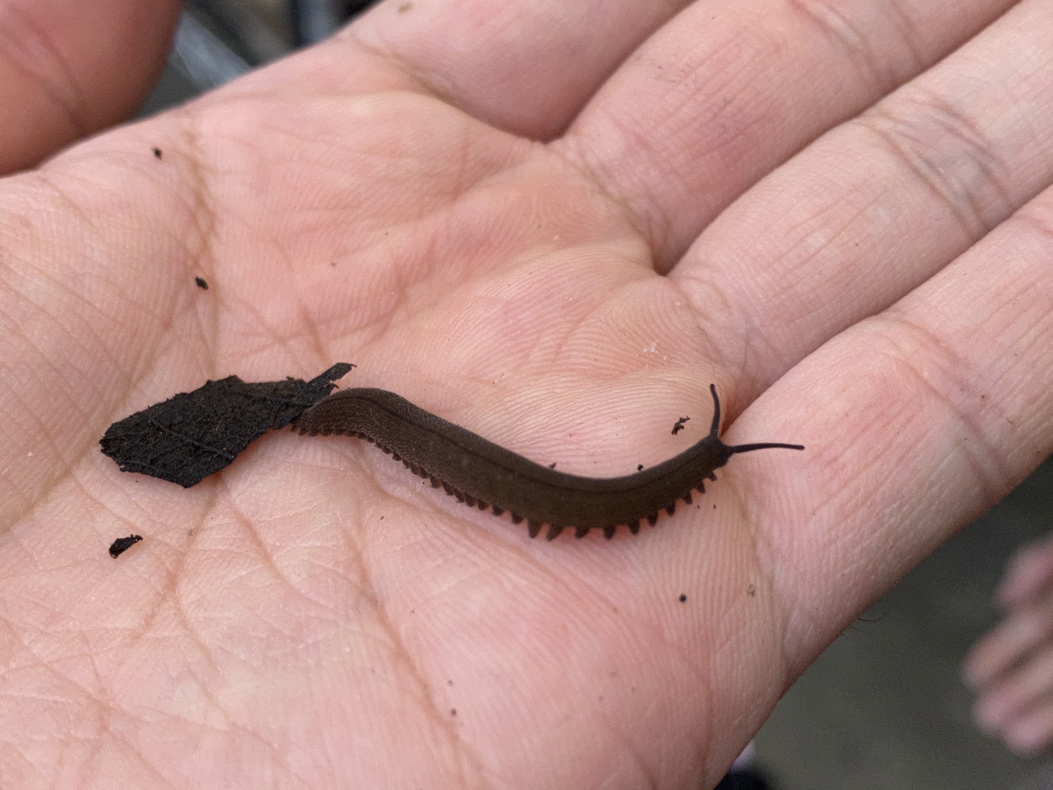 ３匹 バルバドスカギムシ 餌、特製ブレンド用土付き！ Epiperipatus barbadensis カギムシ ３匹 バルバドスカギムシ 餌、特製ブレンド用土付き！ Epiperipatus