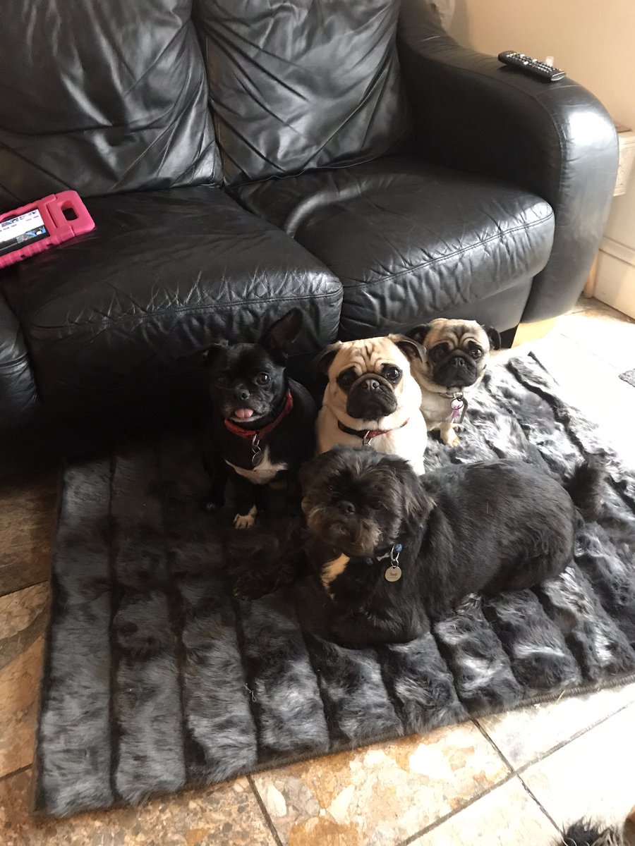 fun_puggy's tweet photo. She finally bought a rug! No more cold butts!!!! Just the right size for us. 🐶🐶🐶🐶 https://t.co/5cYIu3SwLp