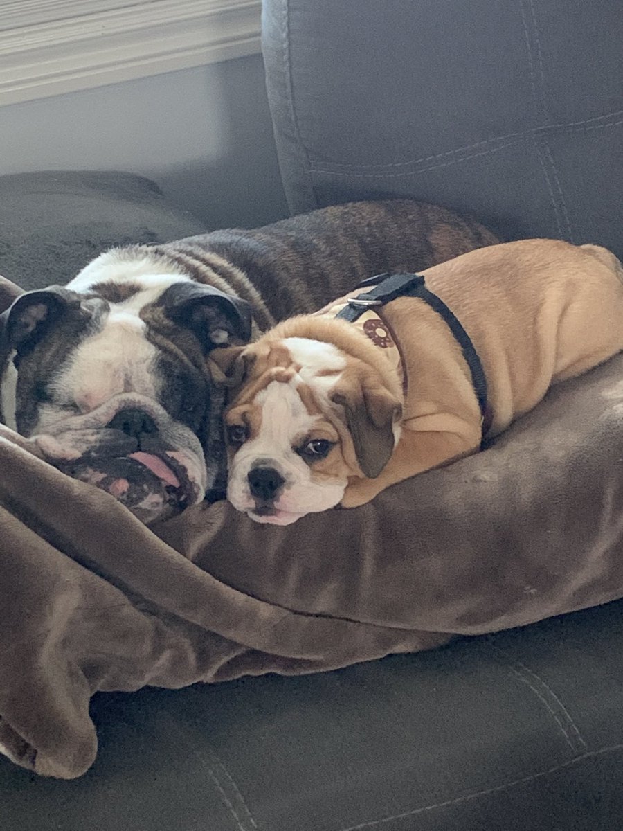 boscoandbandit's tweet photo. Snug as a bug in a rug! This is our morning vibe. Have a great day everyone. ❤️🐶🐶. #dogsoftwitter #bulldogs #notmorningpeople #bosco #bandit https://t.co/dpFgN6ZsZq