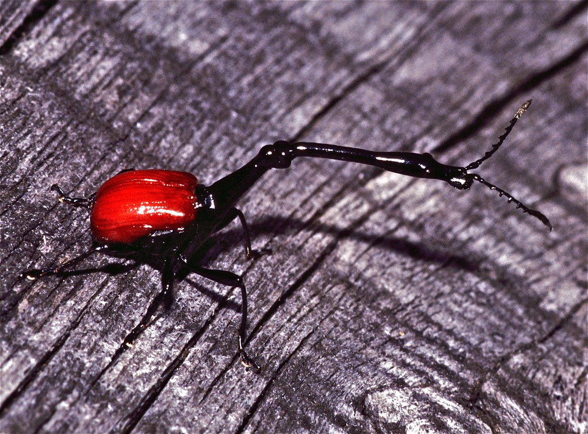 IleMadagascar's tweet photo. Picture of a giraffe weevils  in Andasibe Mantadia National Park. #MyMadagascar

📸 Bernard DUPONT
📸 David Denicolo https://t.co/zn0yIbXMKP