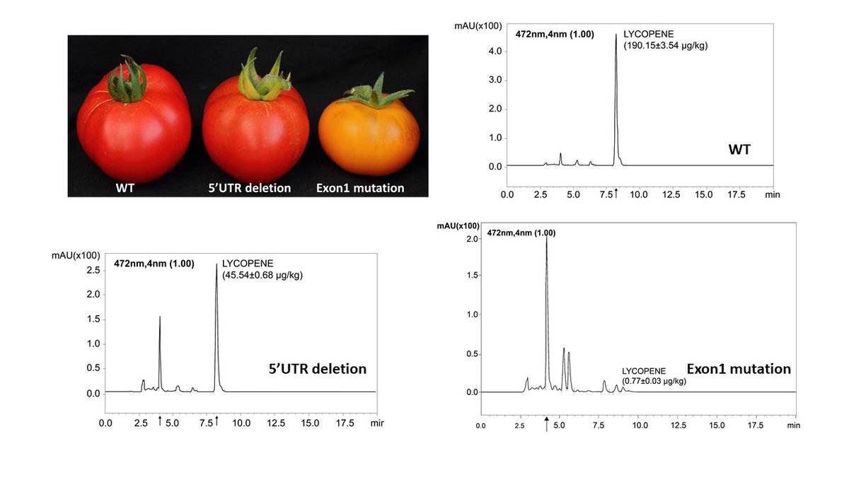 Targeted editing of tomato carotenoid isomerase reveals the role of 5′ UTR region in gene expression regulation ow.ly/9sym50DPC3L