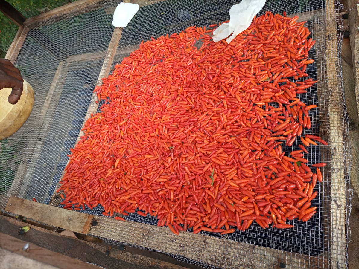 ken_mbuki's tweet photo. Have the courage to venture into the unknown...work hard...stay focussed...the universe has a way of rewarding suchlike minds #FarmersForTheFuture #chillies #mkulima #hotchillies ...talk to me we can do business!! #REDCHILLIES https://t.co/ssmZ292BPe