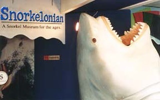 snorkelbob's tweet photo. ⚓That Oscar, whadda ham! Snorkelonian Museum circa 1980. Drop by Snorkel Bob's Lahaina store at  1217 Front Street, Maui, and tag us @snorkelbobs with your pic of you &amp; Oscar the shark. 

#snorkelbobslahaina #snorkelonian #snorkelmuseum #snorkelbobcares #ultimatetruth #snork… https://t.co/EuTYblR2pM