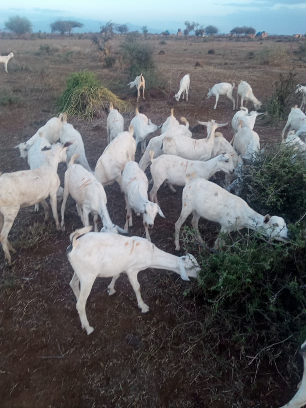 West pokot galla Goat breeder's association with good Breeds for selling Breeds.