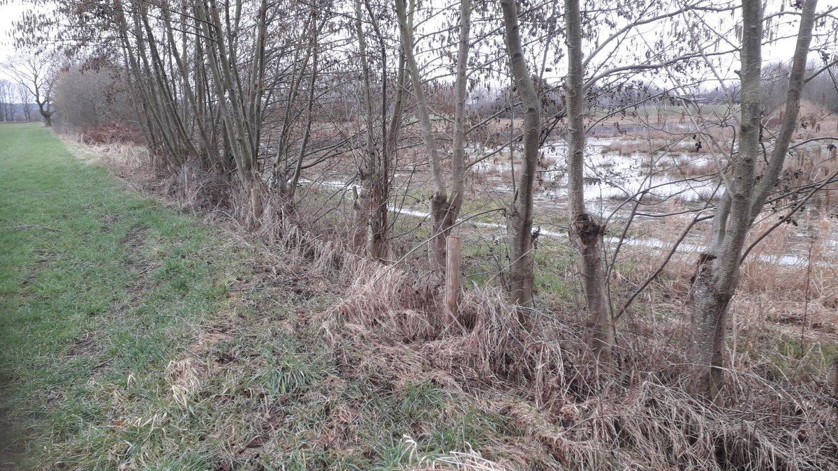 Bart Willers (@bartwillers) on Twitter photo Eerste bloeiende Maarts viooltje getroffen vandaag. In houtsingel Slumke <a href="/bergendalgem/">Gemeente Berg en Dal</a>. Hakhoutbeheer door Stichting Landschap Ooijpolder-Groesbeek en Landschapsbeheer Groesbeek <a href="/ViaStichting/">Stichting Via Natura</a> <a href="/PloegdrieverANV/">Ploegdriever</a> <a href="/NLBloeit/">NederlandBloeit!</a> <a href="/NL_weer_mooi/">NL_weer_mooi</a> <a href="/volgdenatuur/">volg de natuur</a> <a href="/kiekdor/">kiekdor</a> <a href="/RMeussen/">Robin Meussen</a> <a href="/Naturmacher/">Gijs Looijen</a> Eerste bloeiende Maarts viooltje getroffen vandaag. In houtsingel Slumke <a href="/bergendalgem/">Gemeente Berg en Dal</a>. Hakhoutbeheer door Stichting Landschap Ooijpolder-Groesbeek en Landschapsbeheer Groesbeek <a href="/ViaStichting/">Stichting Via Natura</a> <a href="/PloegdrieverANV/">Ploegdriever</a> <a href="/NLBloeit/">NederlandBloeit!</a> <a href="/NL_weer_mooi/">NL_weer_mooi</a> <a href="/volgdenatuur/">volg de natuur</a> <a href="/kiekdor/">kiekdor</a> <a href="/RMeussen/">Robin Meussen</a> <a href="/Naturmacher/">Gijs Looijen</a>