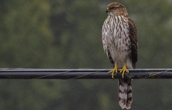 LosOsosBaywood's tweet photo. #LosOsos #Baywood has more than awesome seabirds - a drive down Los Osos Valley Road will almost certainly allow you to see beautiful hawks soaring, hunting or hanging out looking all majestic!
๐ธ@nonnacarlah
#CaliforniaWildlife #VisitLosOsosBaywood #WideOpenSpaces #BLOV #LOVR https://t.co/DCnWNUHBsv