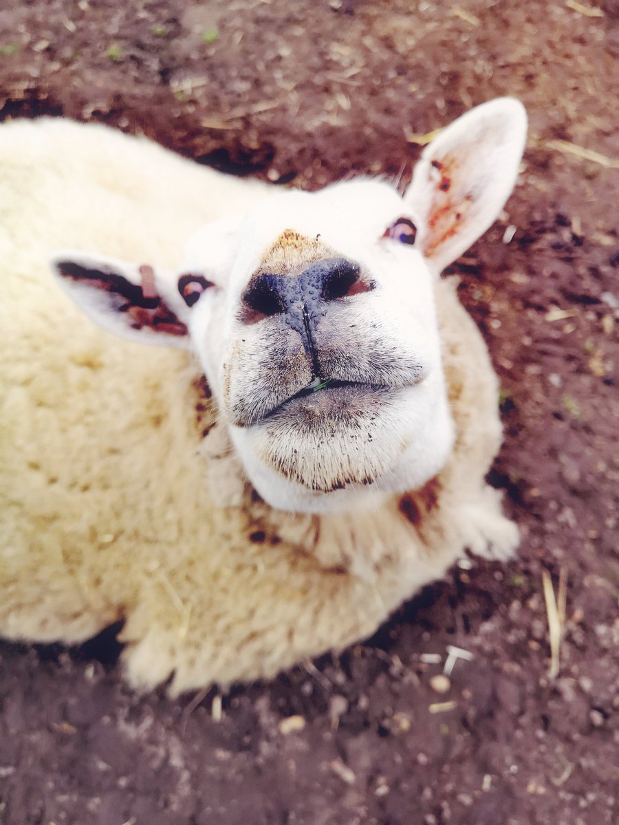 RainbowFlock's tweet photo. Whoever said diamonds are a girl's best friend clearly hasn't met Bella π₯°π
#bestfriend #sheep #animalsanctuary #woolly #angelicadrainbow #rainbowflock #nonprofit #norwich #norfolk #adorable #rescue #bella #animal #sheepoftwitter #uk #followformore https://t.co/Kt7WjVTUzm