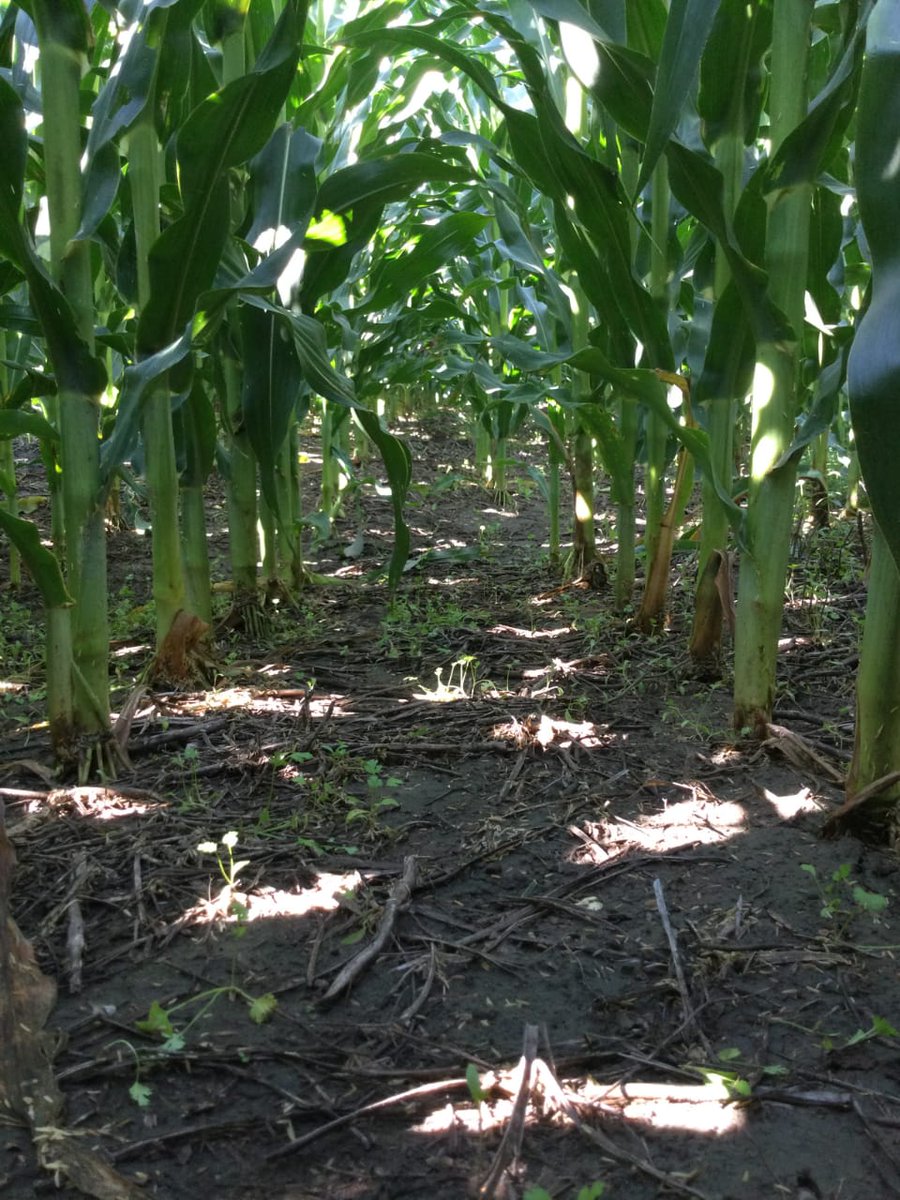 Prescripción de densidad y nitrógeno por ambientes para potenciar rindes en #maiz. Seguimiento de ensayos para continuar ajustando requerimientos en el Este de Tucumán. #agtech <a href="/CHoracioMarquez/">HMarquez🌽🌱🌾</a> <a href="/AGDagro/">Aceitera General Deheza SA</a> <a href="/agd_tucuman/">AGD SA » TUCUMAN</a> @AGDagritech