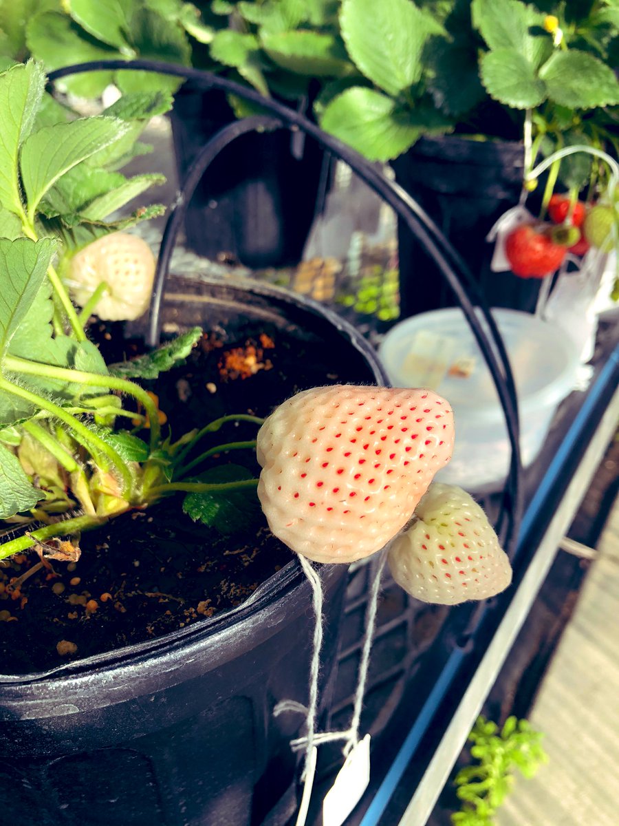 Dr. Cheryl Dalid tweet media