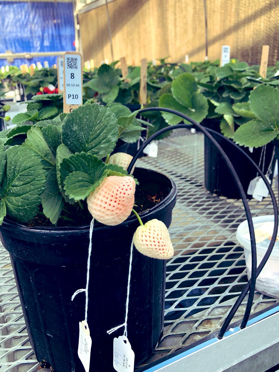 Dr. Cheryl Dalid tweet media