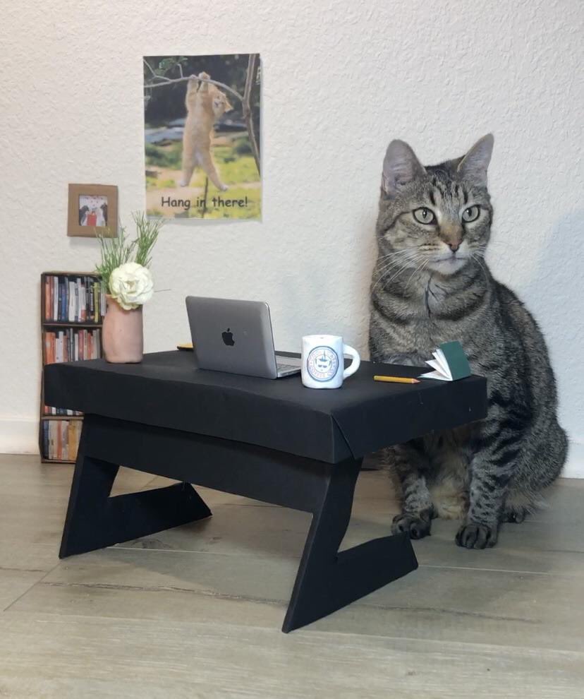 HofstraCats's tweet photo. HI. BEEN BUSY WFH. HOPE YOU ARE WELL. #HOFSTRACATS #WFH https://t.co/T4f6gGVnhI