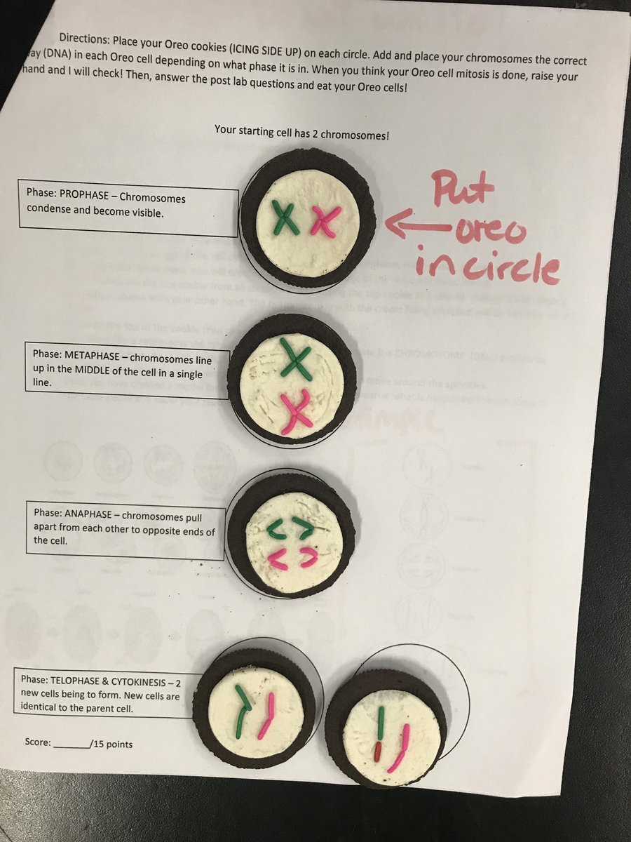 MrsSerena1's tweet photo. My @IMS_Indians science students reviewed scientific models and the process of mitosis this week and made some yummy scientific models! https://t.co/yzMCiNAkpK