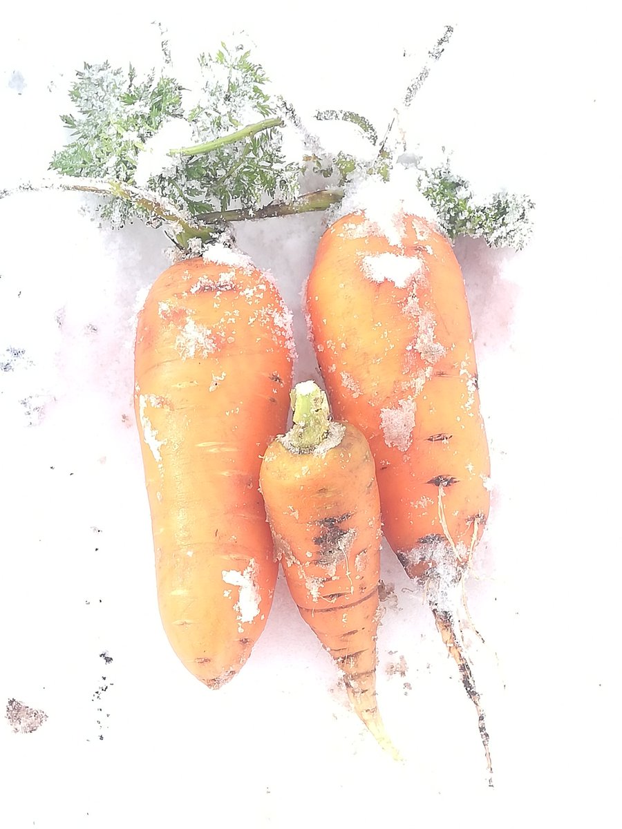 Z ｾﾞｯﾄ على تويتر 雪国で育てた栽培したにんじん 土の中にあって 土の上に雪が積もって今年初めて収穫した にんじん にんじん 人参 家庭菜園 家庭菜園初心者 家庭菜園グラム