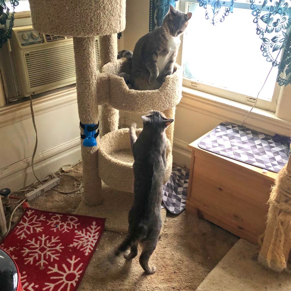 WayofCats's tweet photo. Bud and Lou in a rowdy encounter. Much paw waving. Of course, minutes later they were wrestling again.
#TeenCats #KeepThemAmused #CatSocialUnits #CatsOfTwitter #CatLovers #KittenRaising https://t.co/v3JnE5ToaC