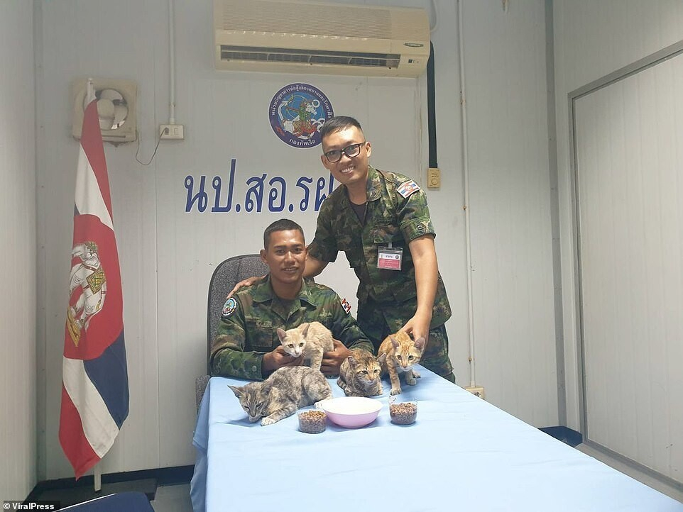 lentaruofficial's tweet photo. Тайские военные моряки спасли четырёх кошек с тонущего судна. Команда корабля оставила их на борту. Котята уселись на его носу в ожидании неминуемой смерти. Но 23-летний моряк бросился в воду и вплавь доставил их в безопасность на спине https://t.co/mI4hYUtlTs
