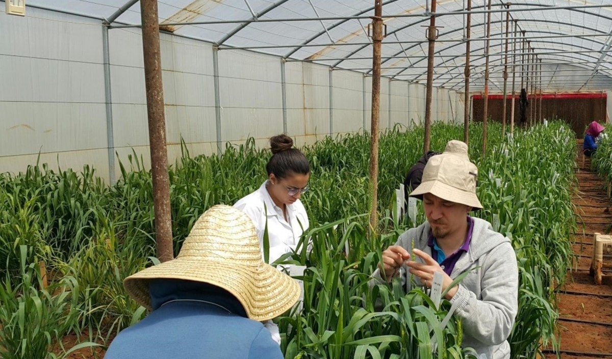 ICARDA's tweet photo. Through the Enhancing Food Security in Arab Countries project, @ICARDA researchers worked on improving the agricultural productivity of the Arab World & reducing its growing dependence on costly imports.
Thanks to @gatesfoundation funding.
@isdb_group #AFESD #KFAED #OneCGIAR https://t.co/0cYTbsCyuQ